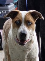 A164191 Cinnamon.jpg