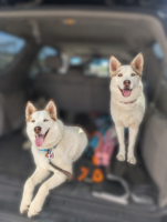 Luna & Aspen.png