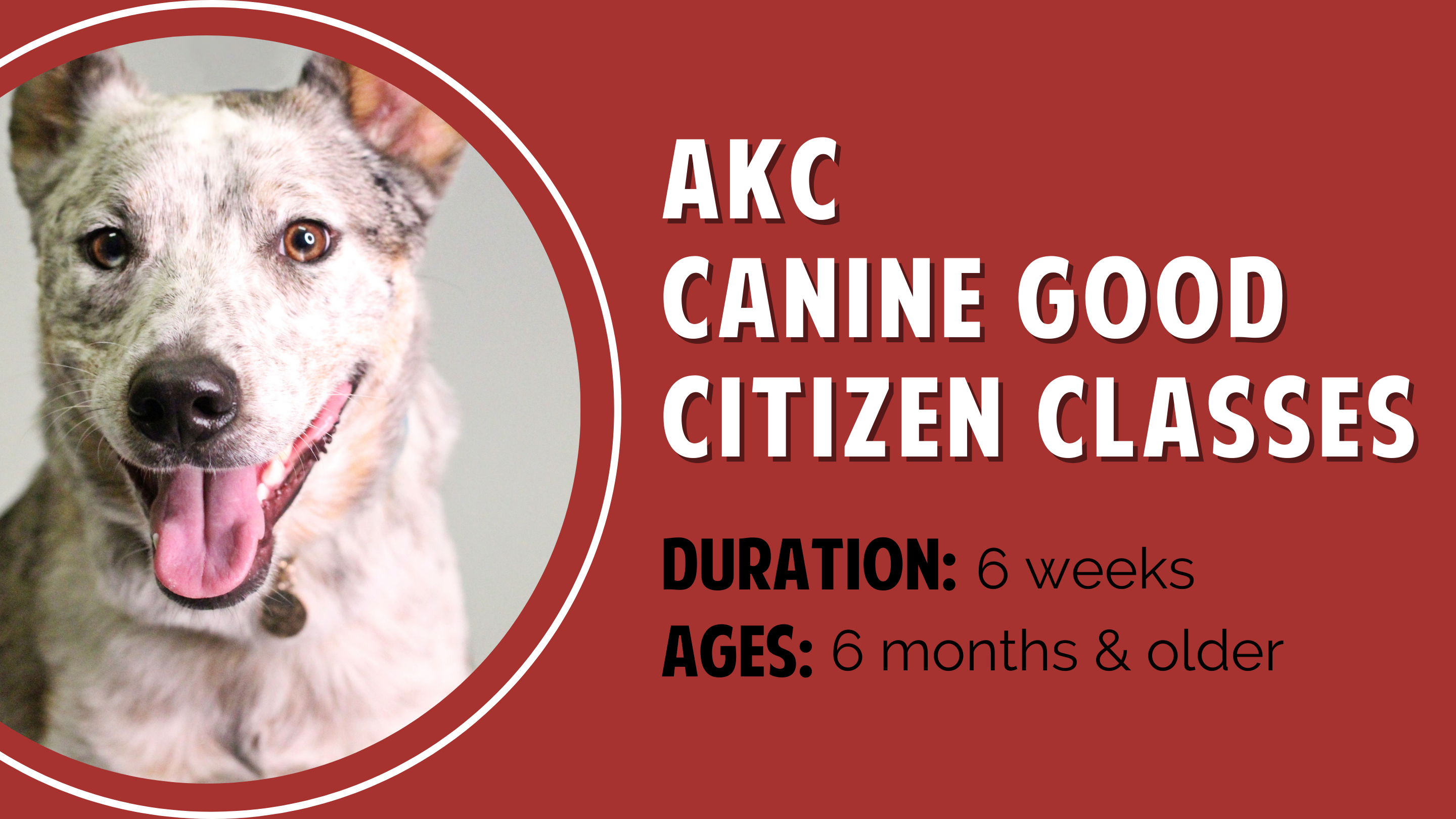 FULL! AKC Canine Good Citizen Obedience Class – Yellowstone Valley Animal  Shelter